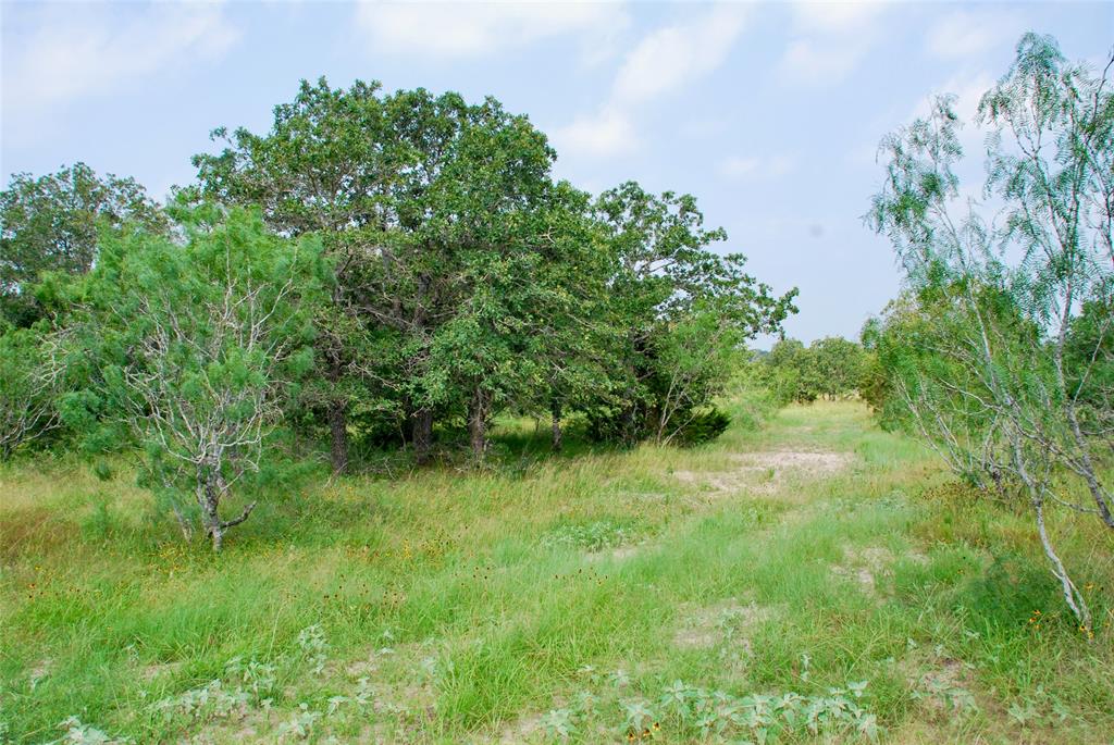 a view of a lush green space