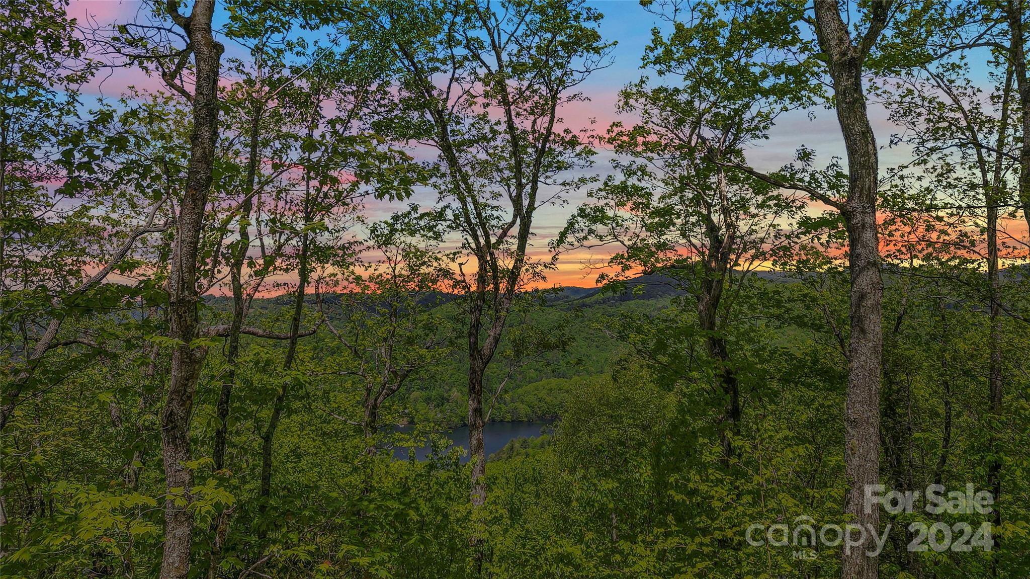 a view of a lush green forest