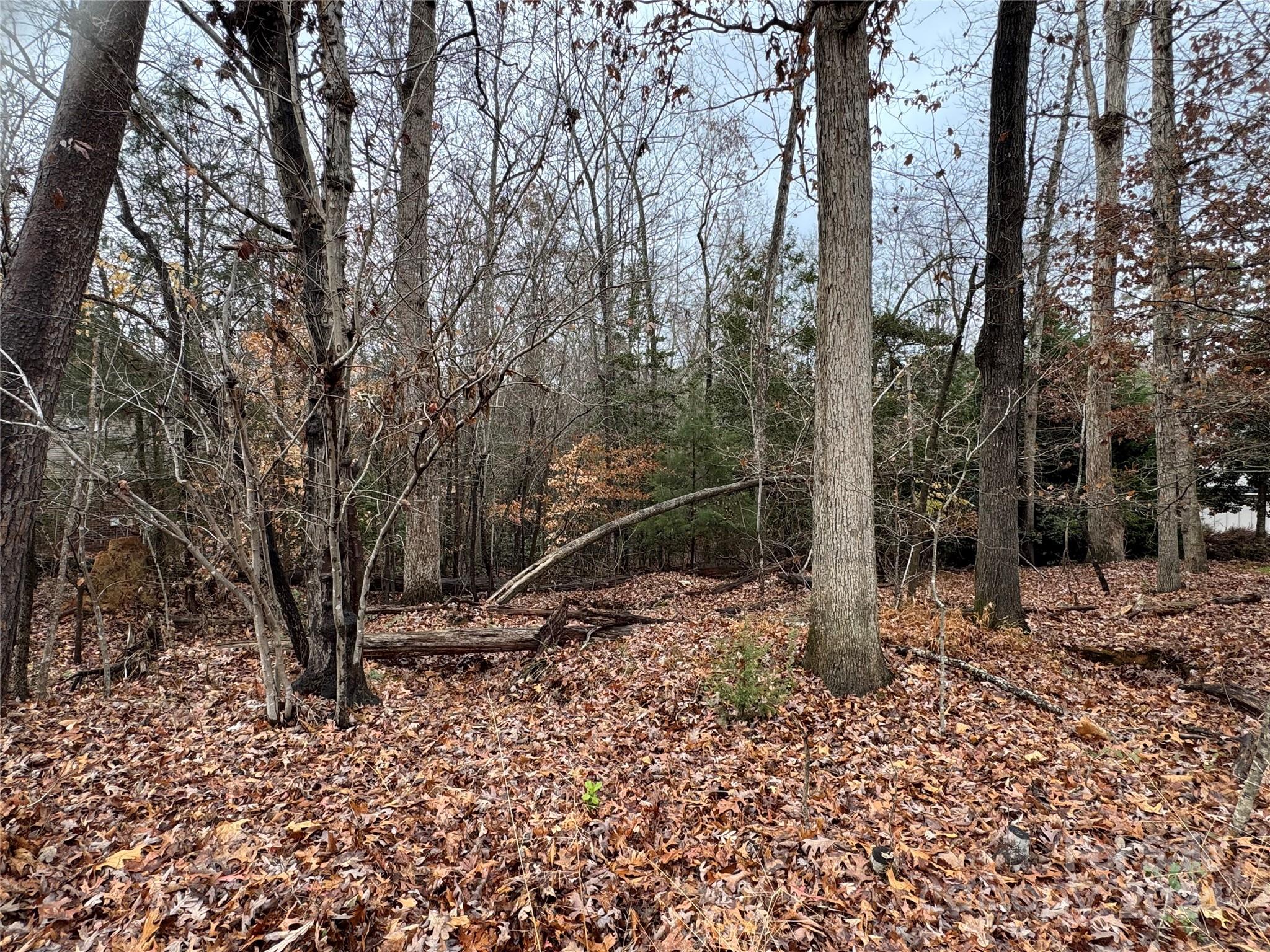 a view of a forest filled with trees