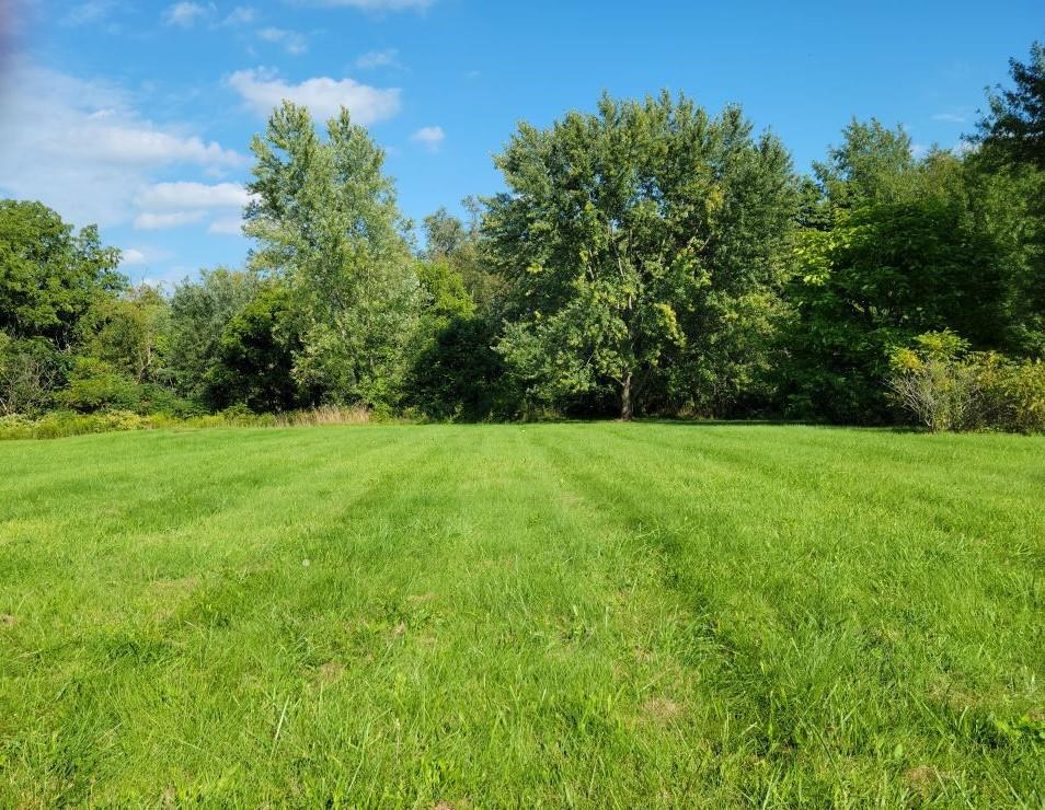 a view of a garden with a tree