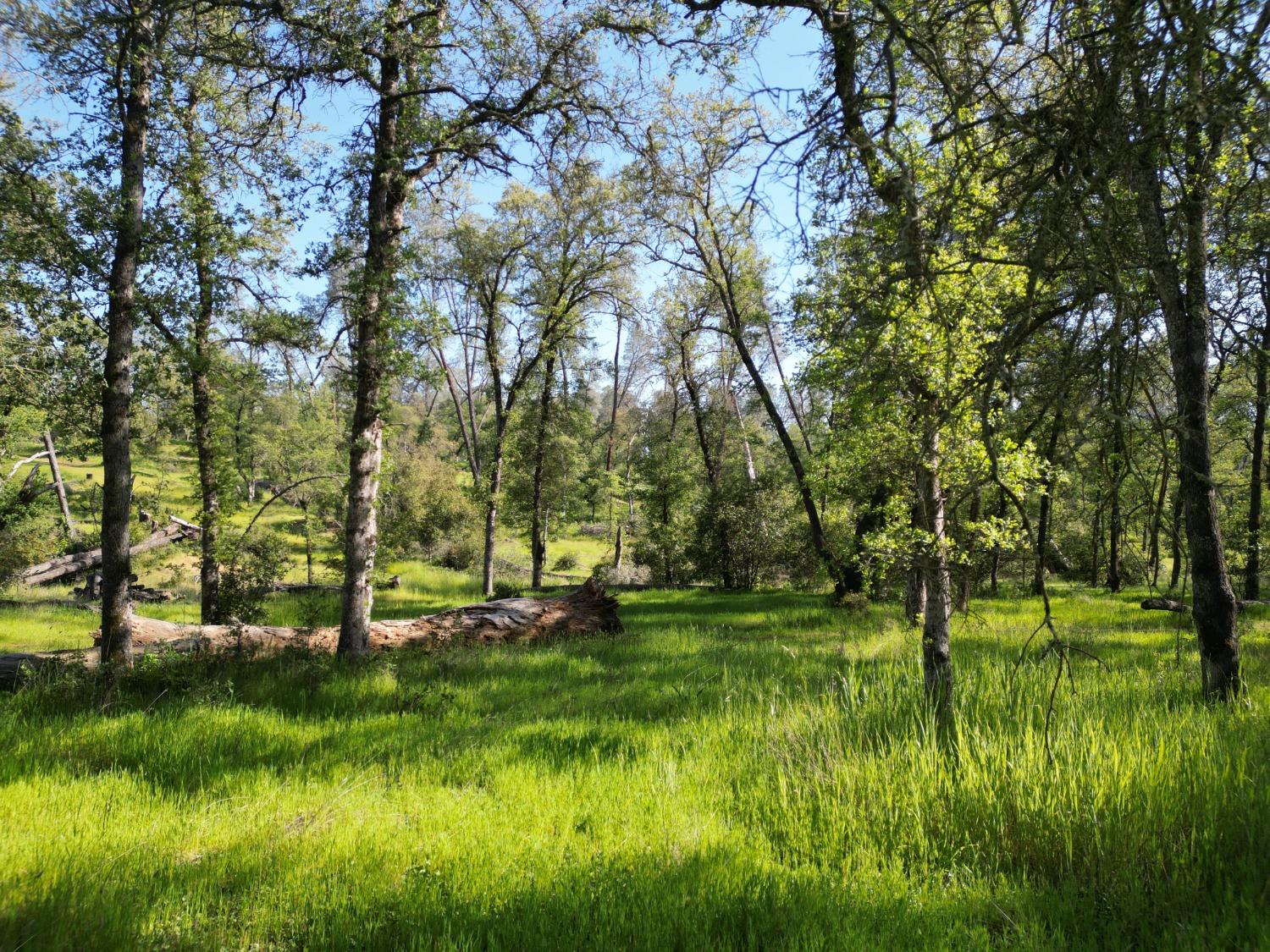 a big yard with lots of green space and plants