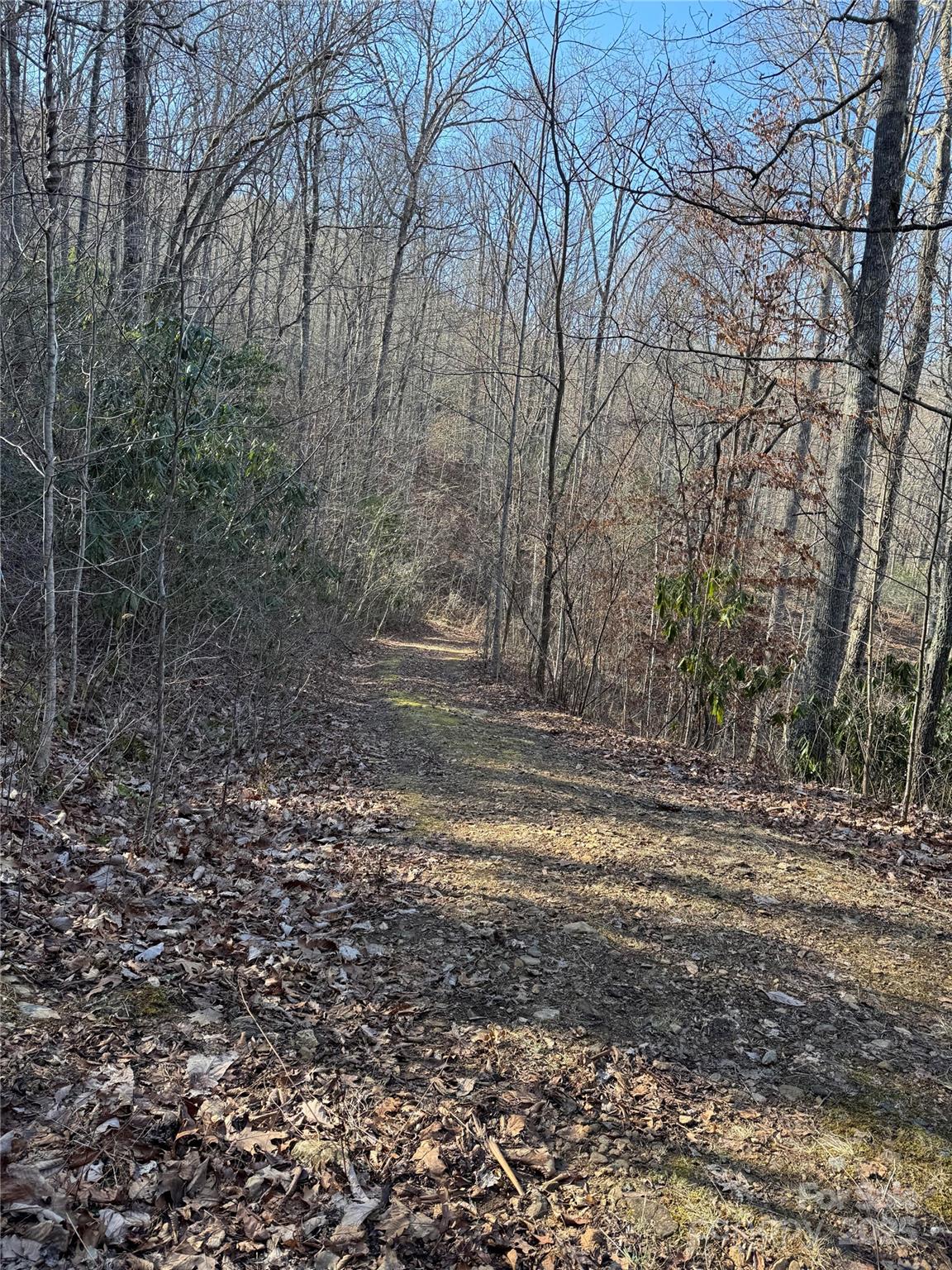 a view of a yard with trees