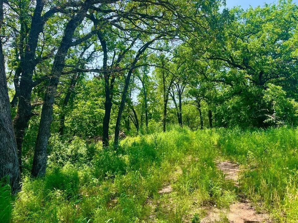 a view of a lush green forest