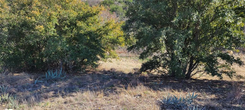 a view of a forest