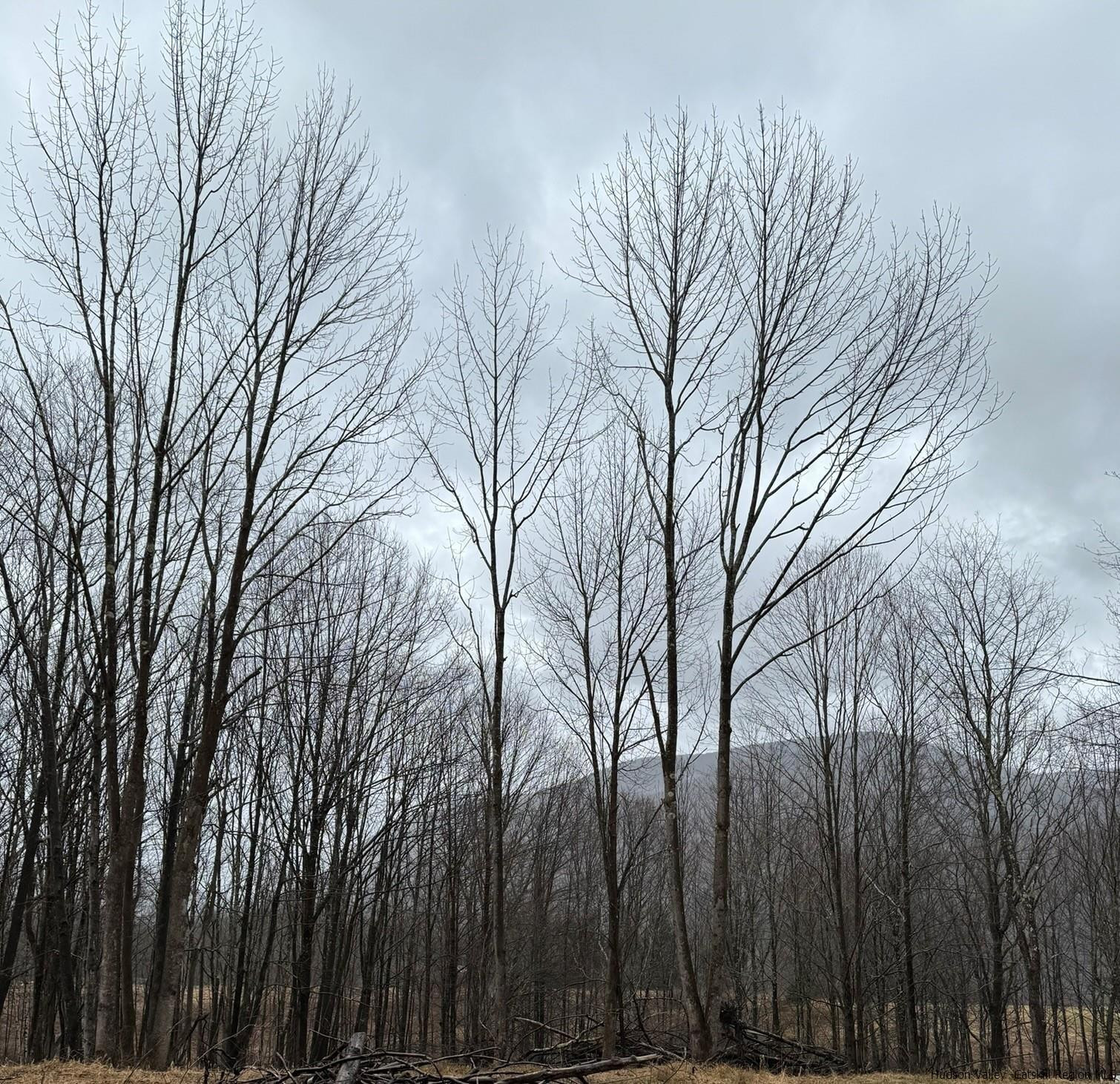 a view of a yard with trees