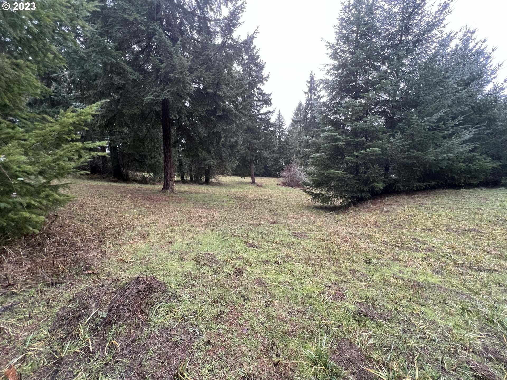 a view of a yard with trees