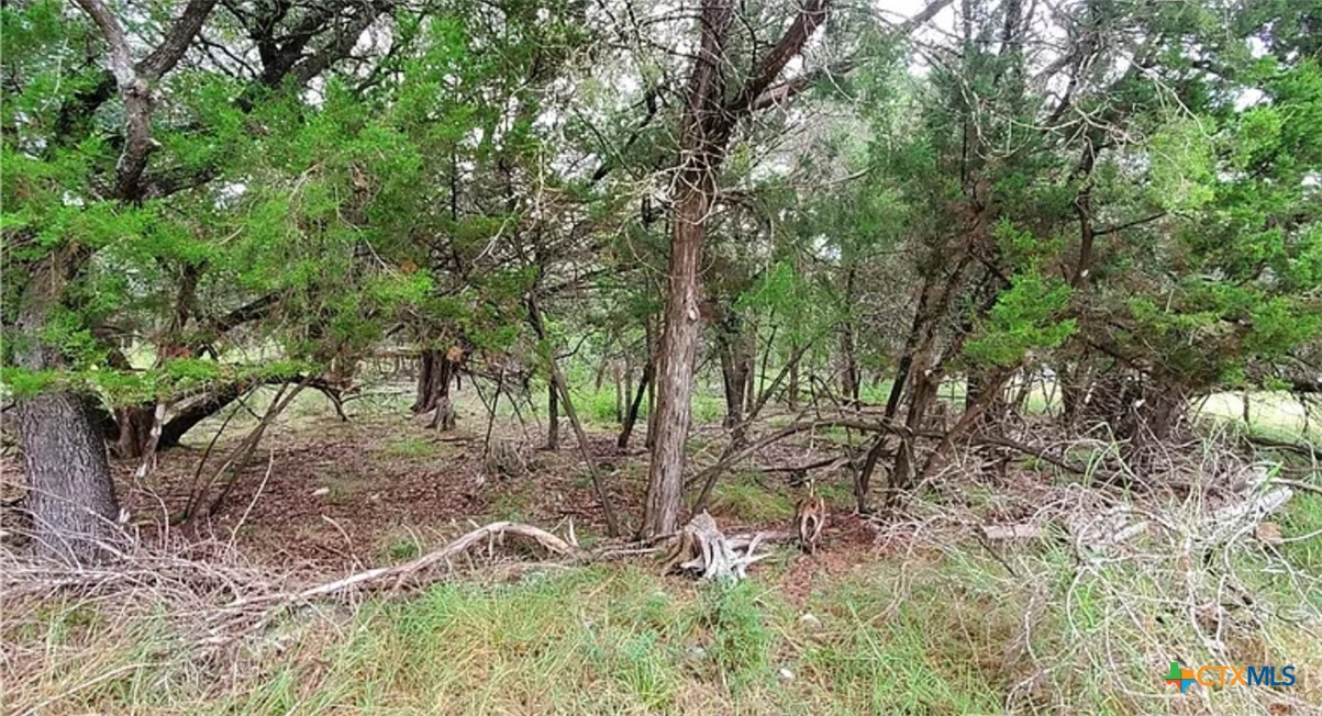 a backyard of a house with lots of trees