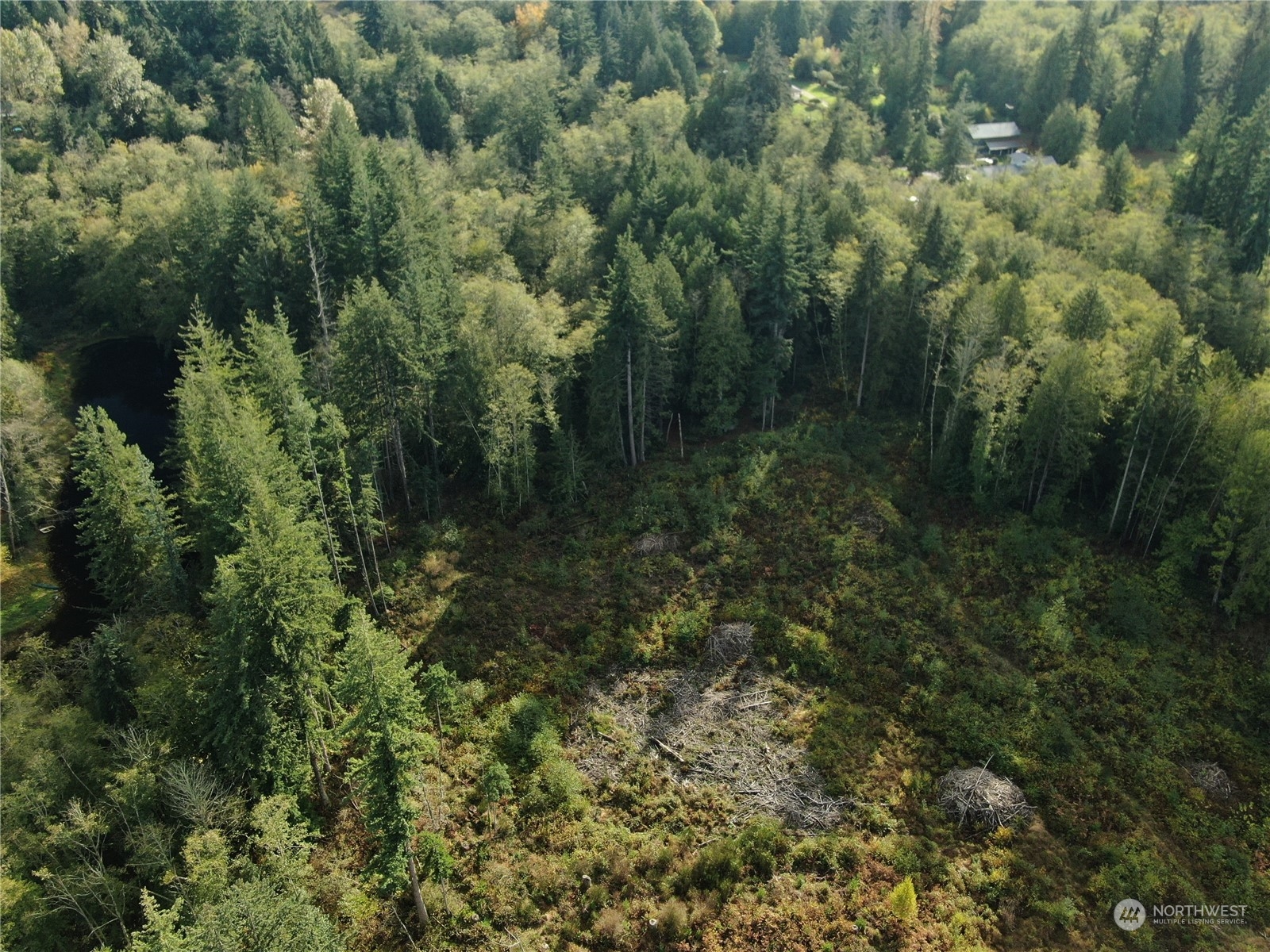 a view of a forest with lots of trees