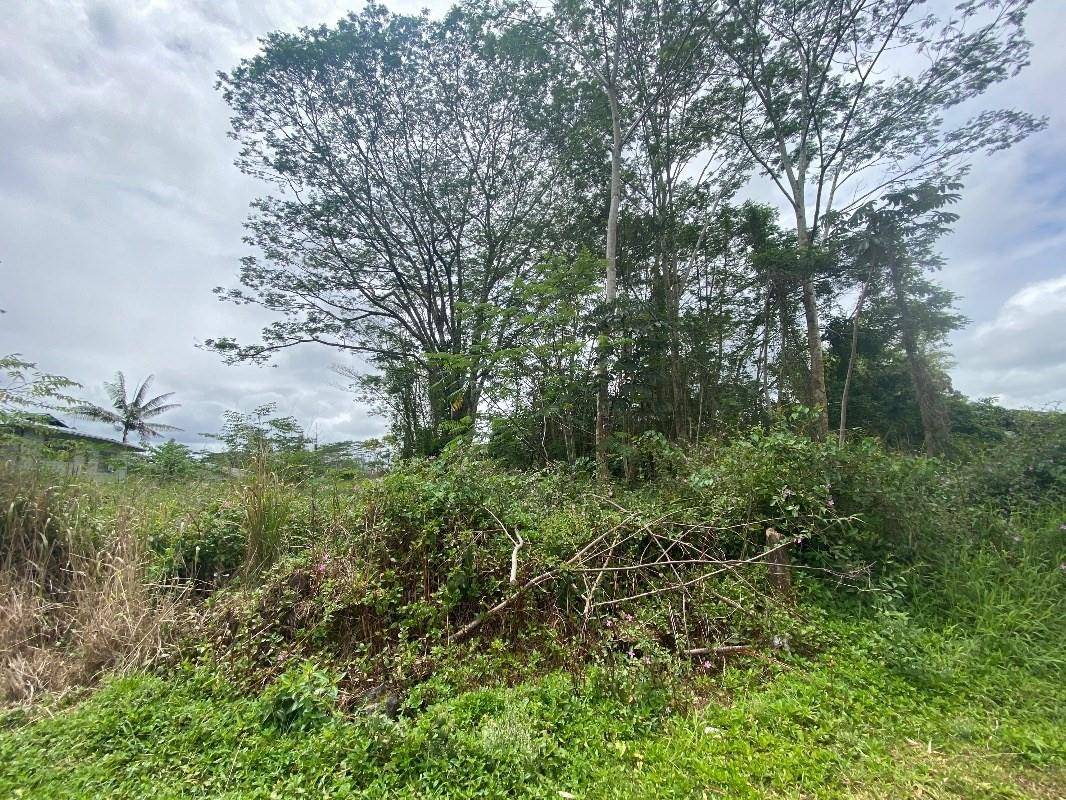 a view of a bunch of trees and bushes