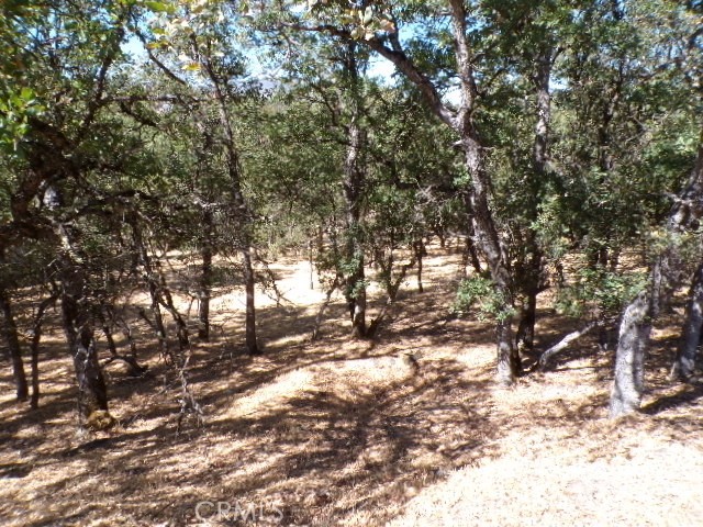 a view of trees