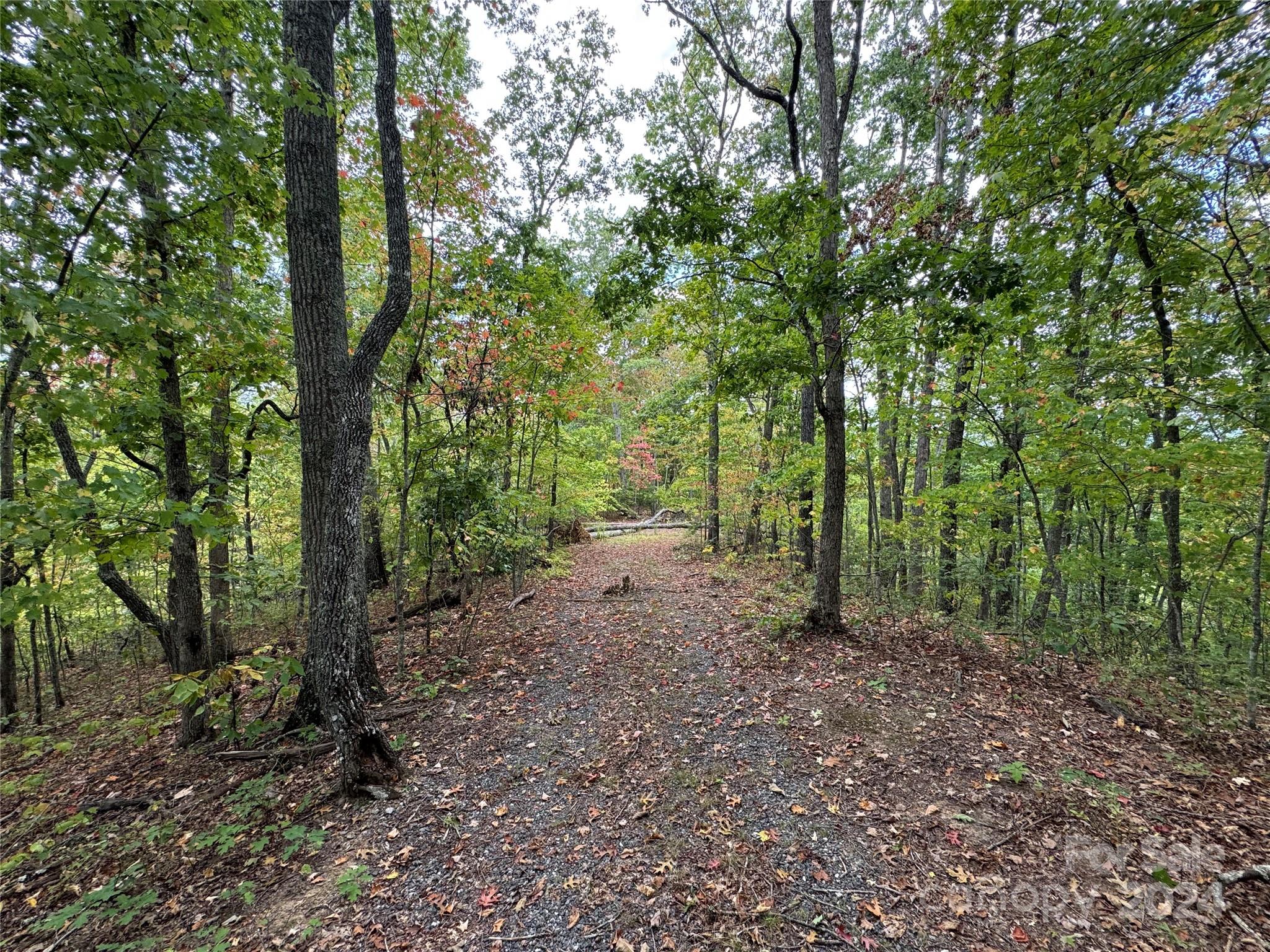 a view of a forest with trees