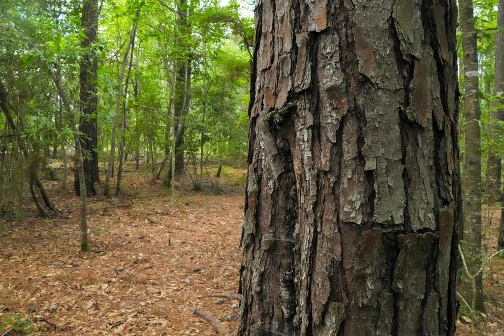 a view of a forest