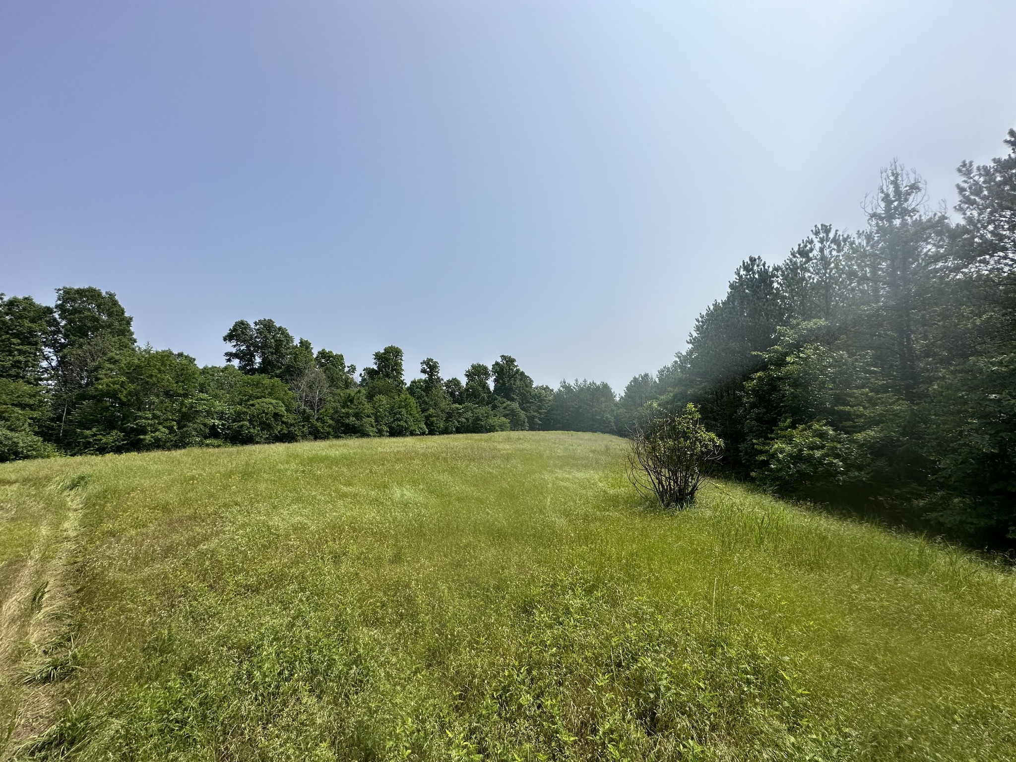 a view of field with tall trees