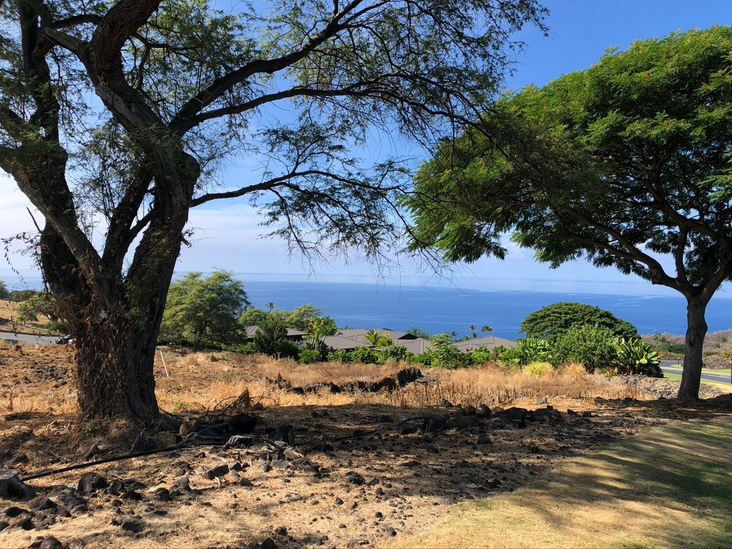 a view of a yard with a tree