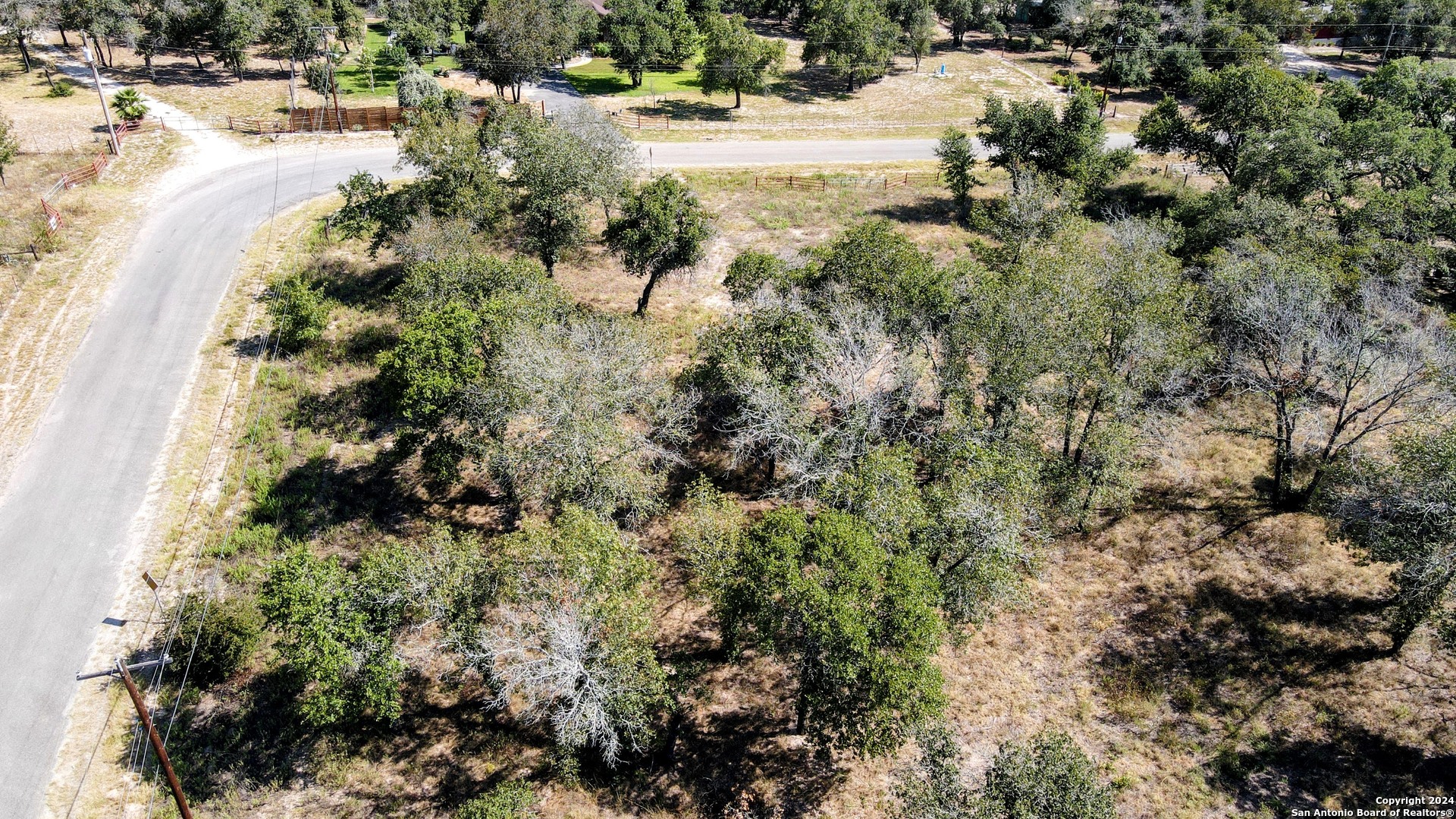 a view of a yard with plants and large trees