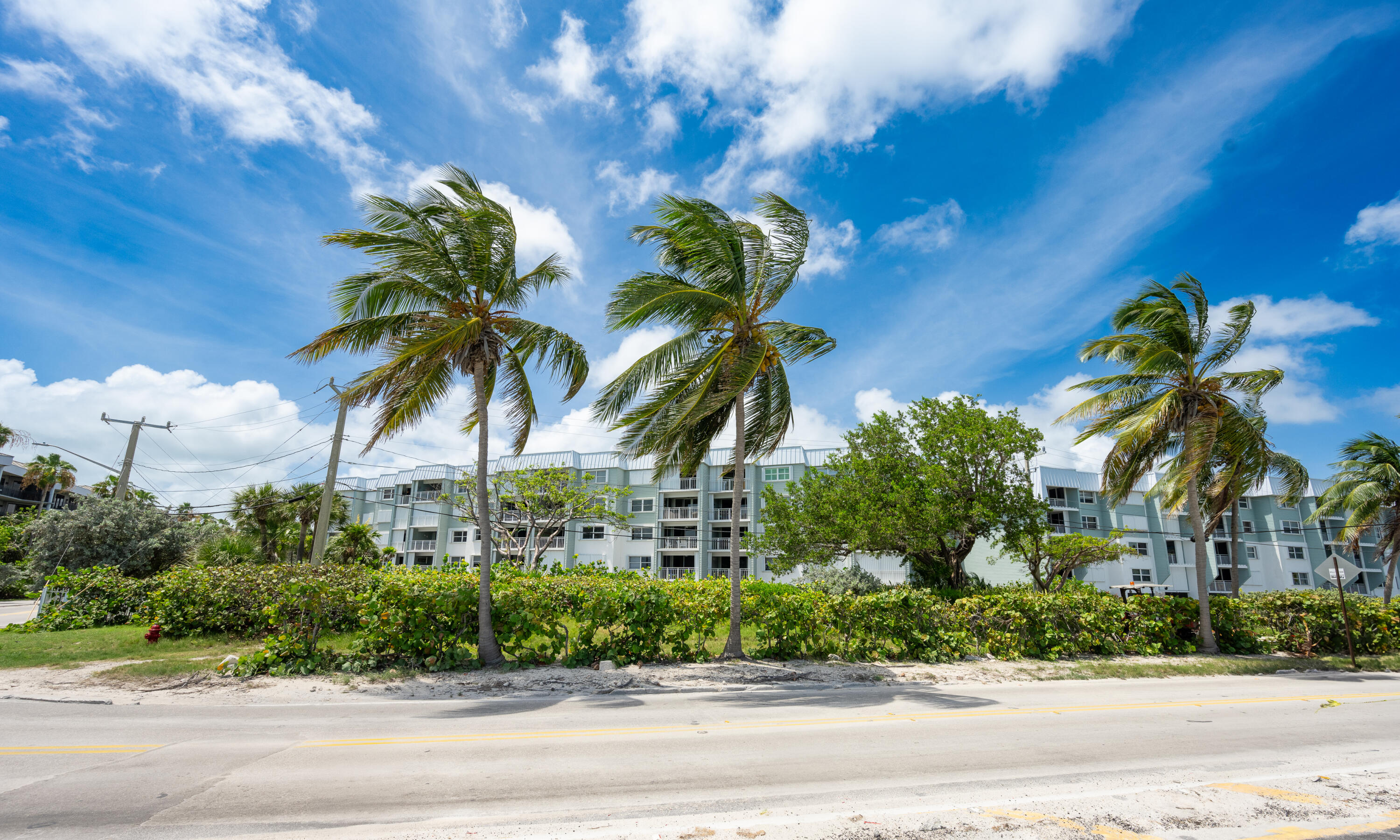 a view of a palm trees in front of a building