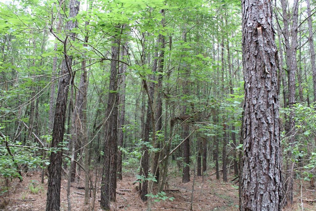 a view of a forest