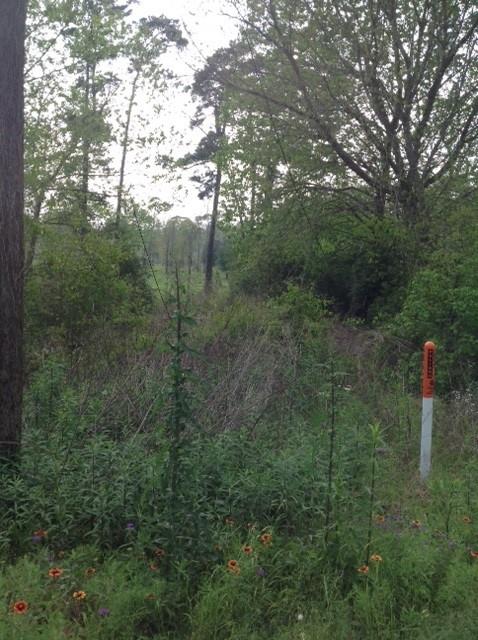 a view of a forest with a small yard