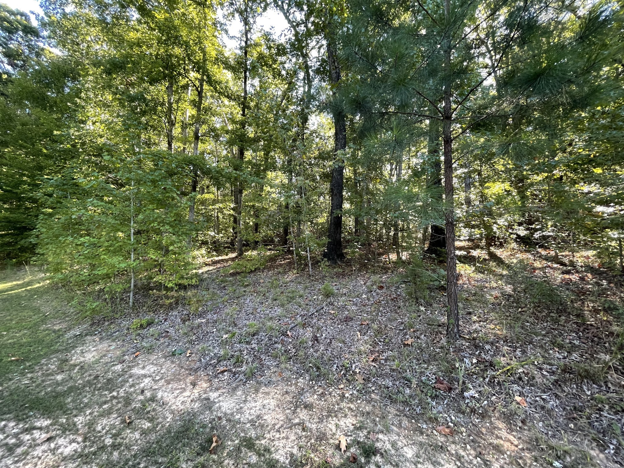 a view of a forest that has a tree