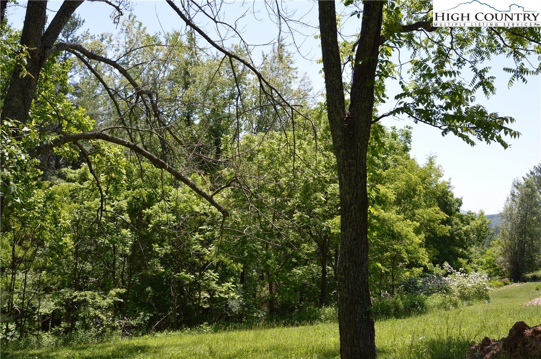 a view of a yard with a tree