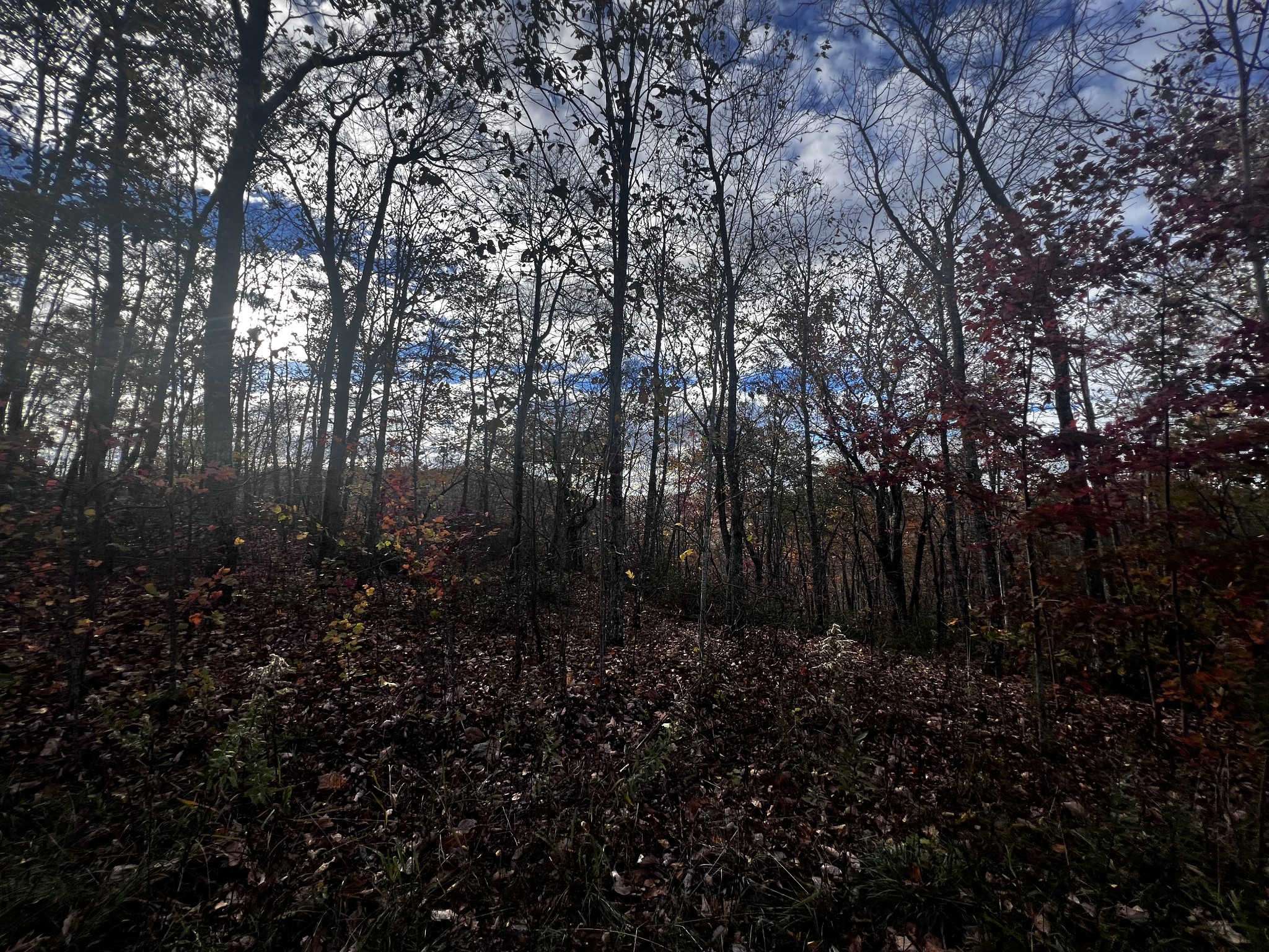 a view of outdoor space and covered with trees