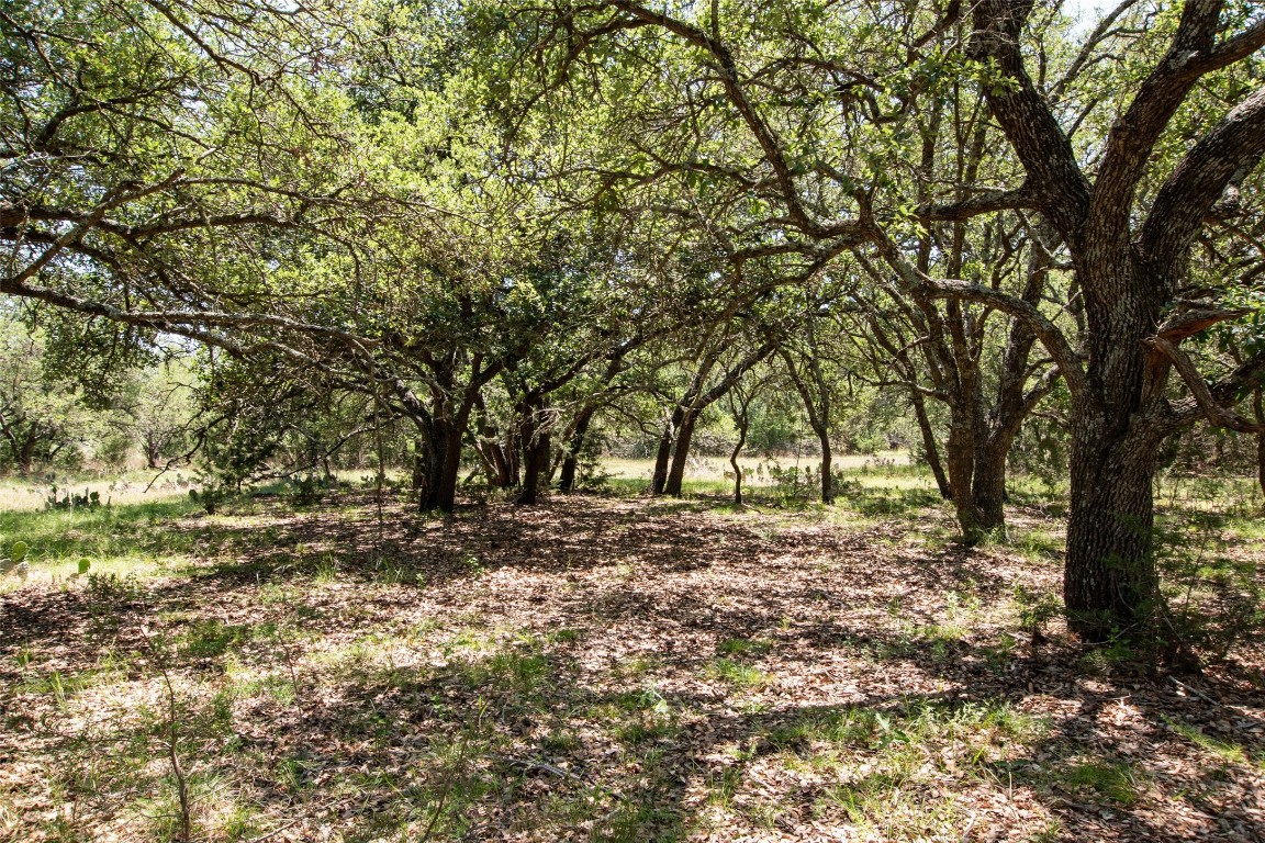 a view of a yard with trees