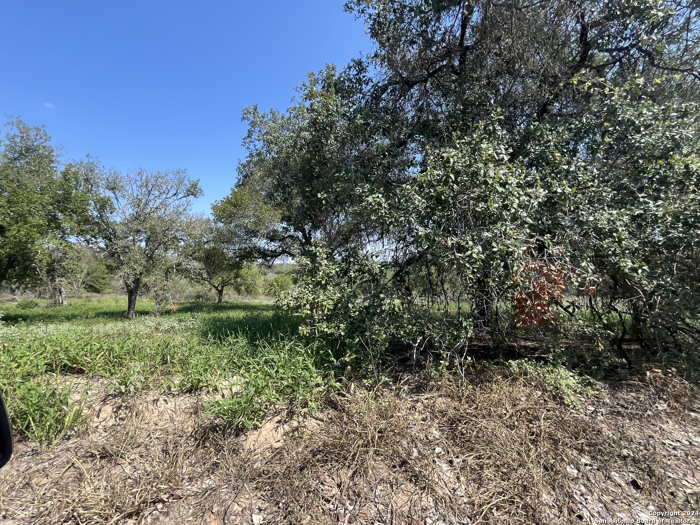 a view of a yard with a tree