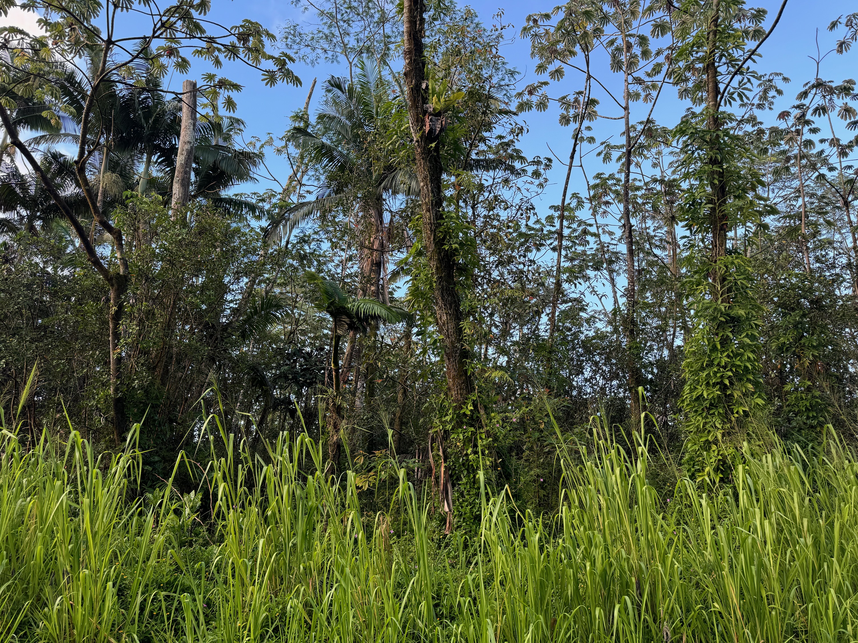 a view of a tree