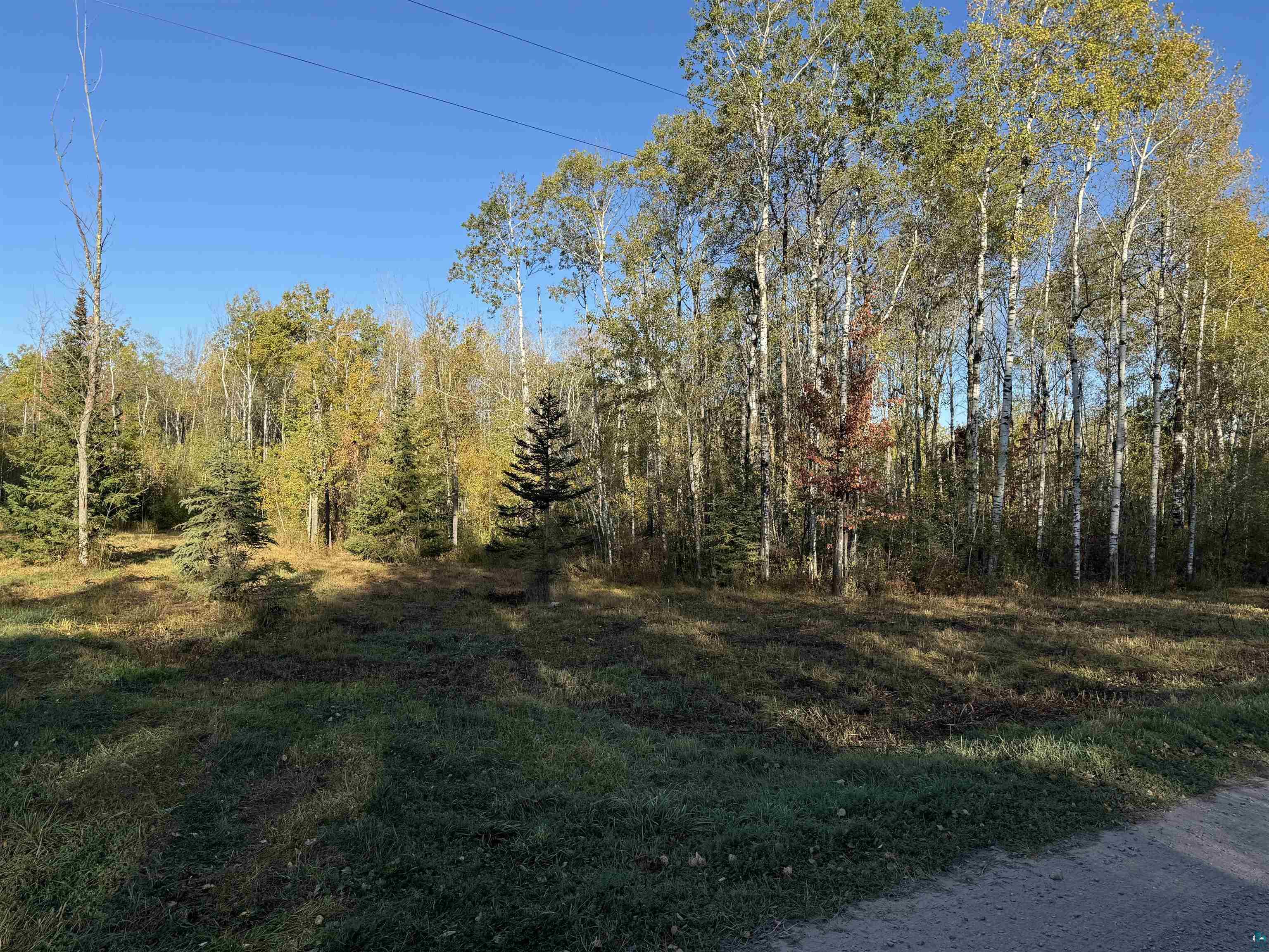 View of local wilderness