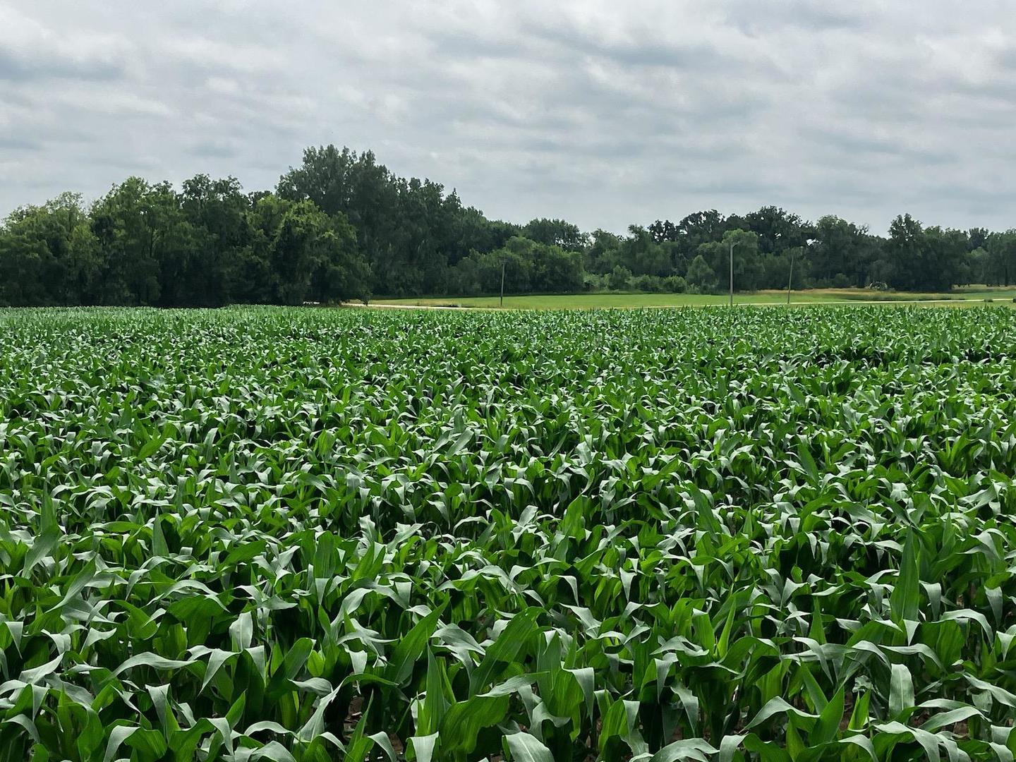 a view of a green field