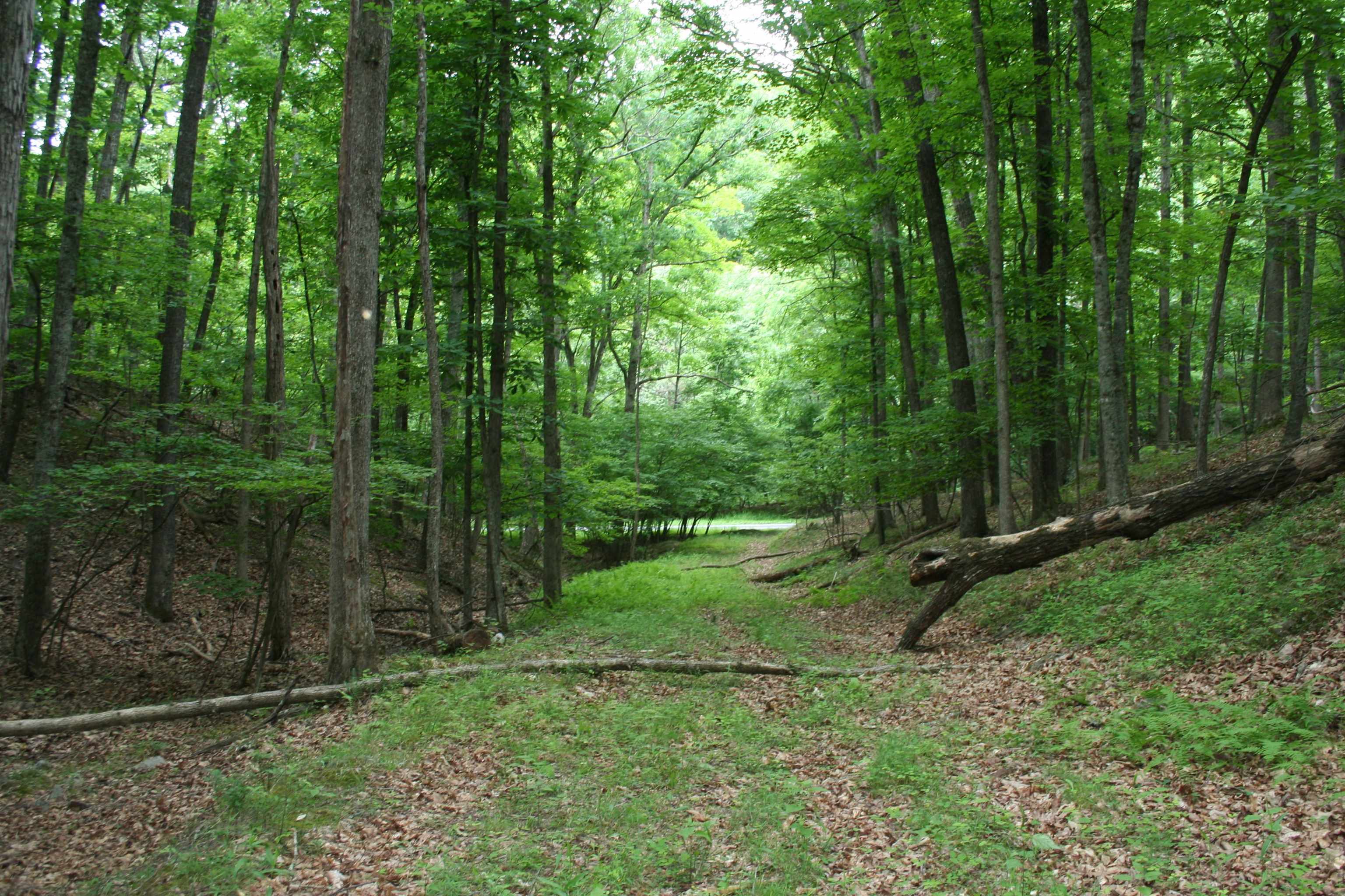 a view of a forest