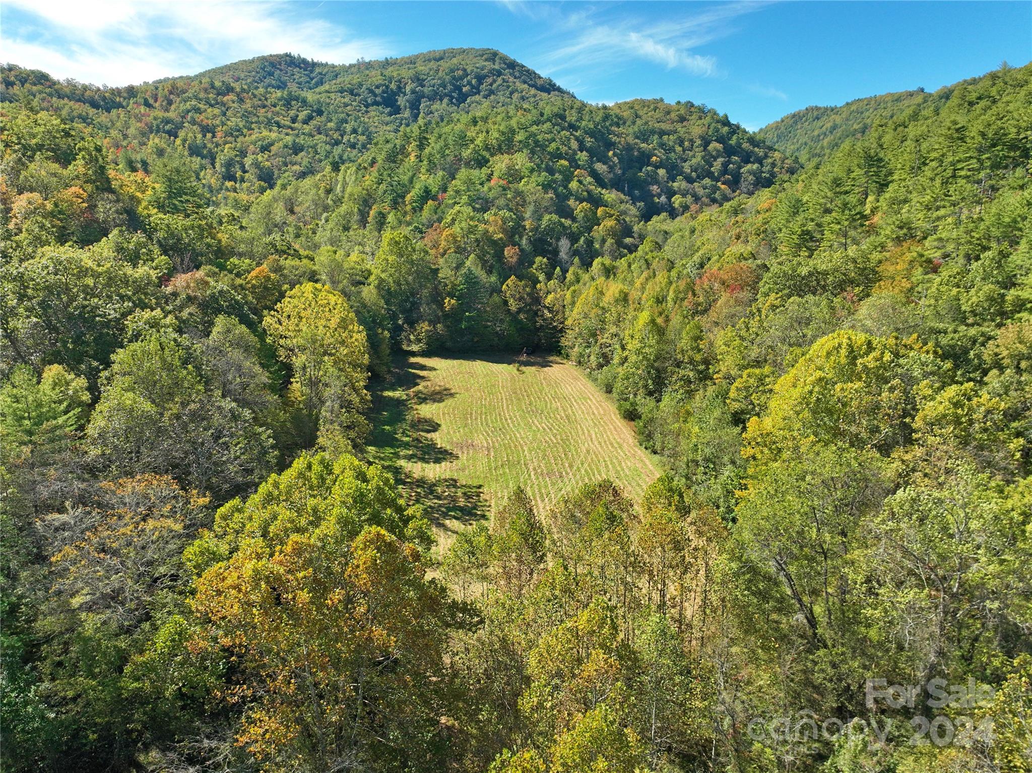 a view of a forest with a mountain