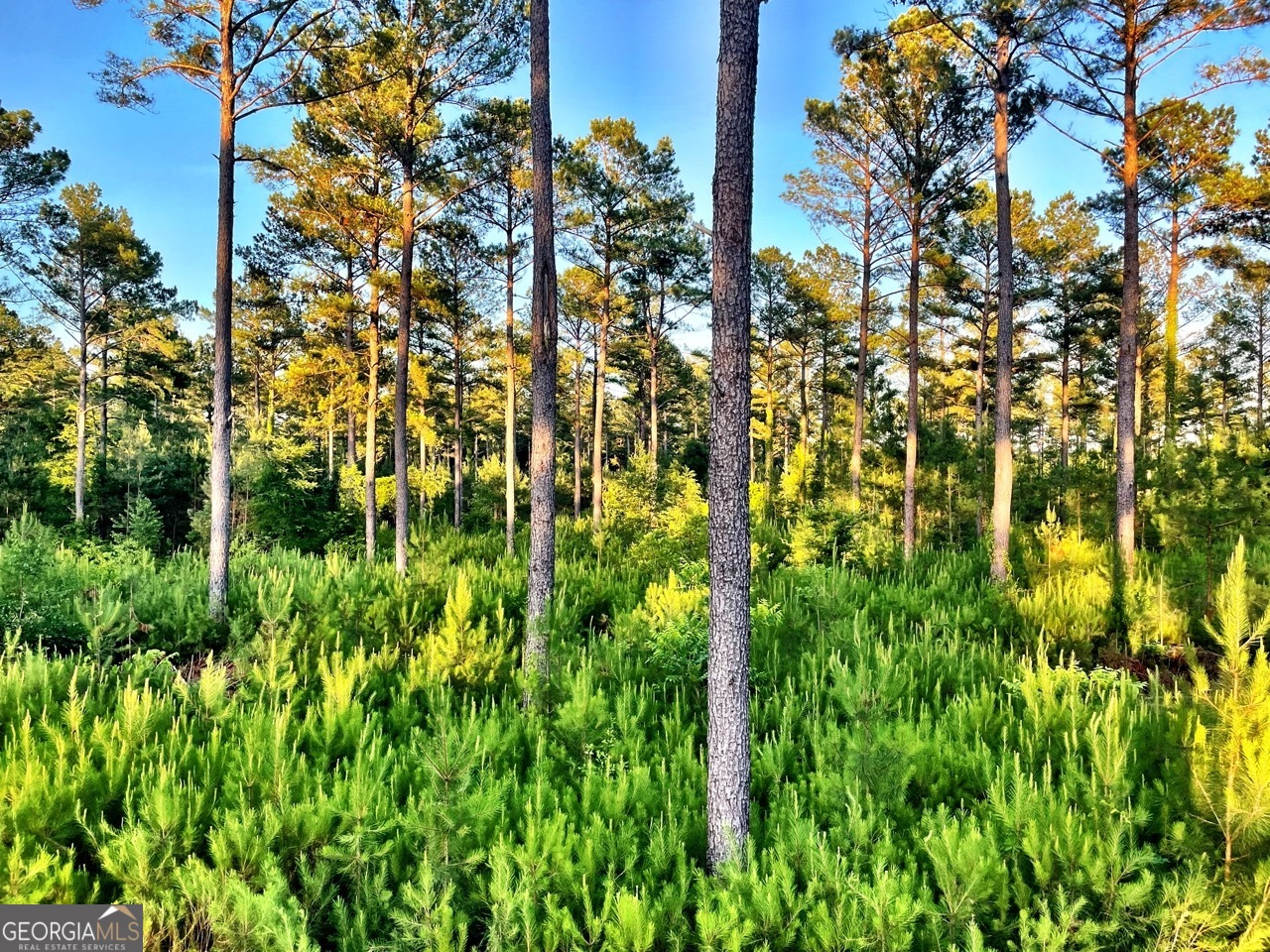 a view of a garden