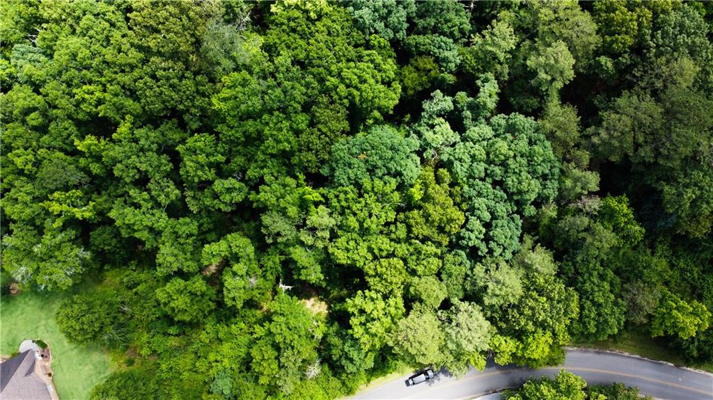 a view of a lush green forest