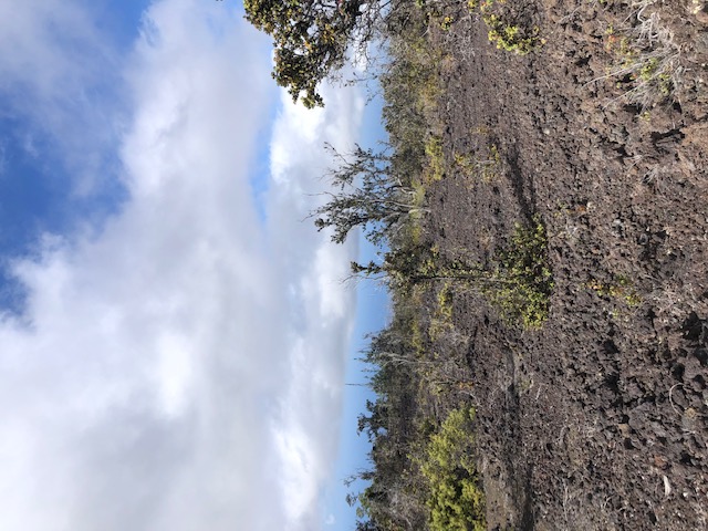 a view of a bunch of trees