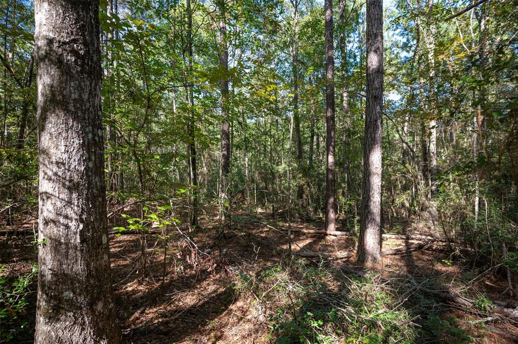 a view of forest