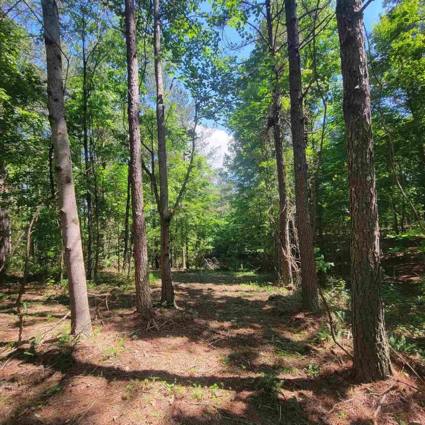 a view of a forest with trees