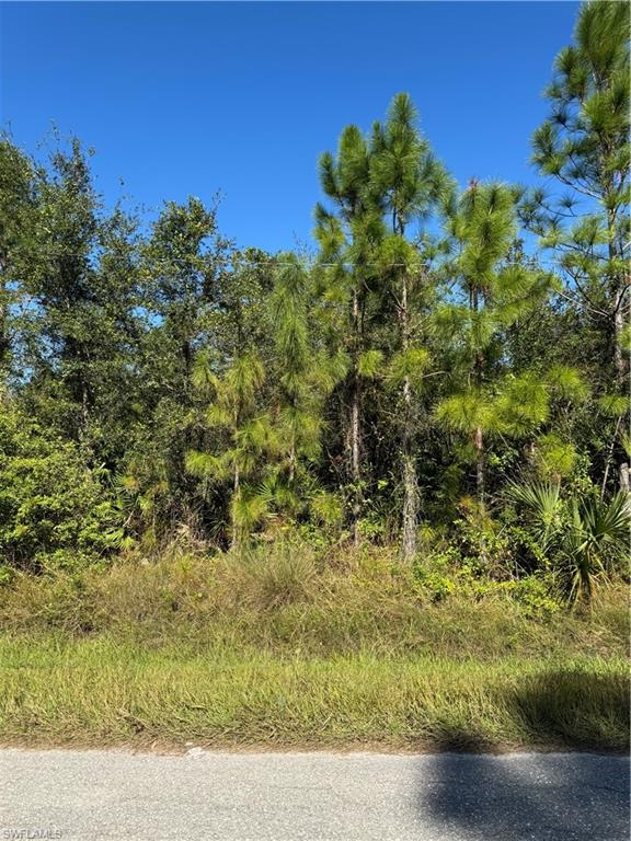 View of local wilderness