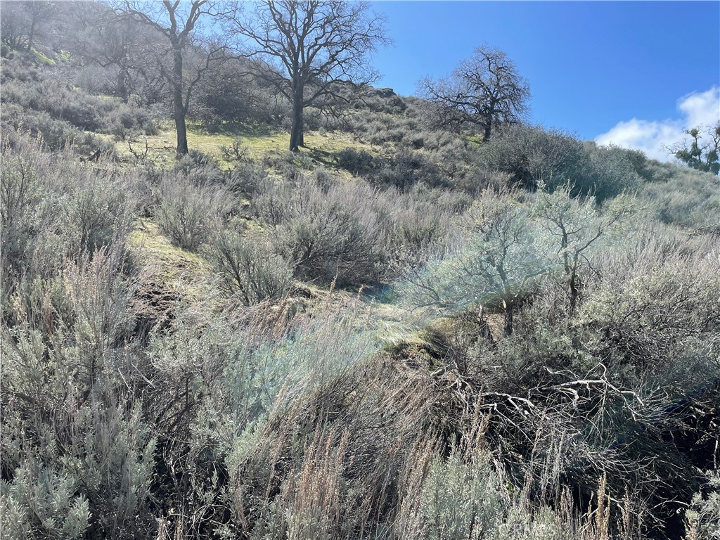 a view of a forest with a tree