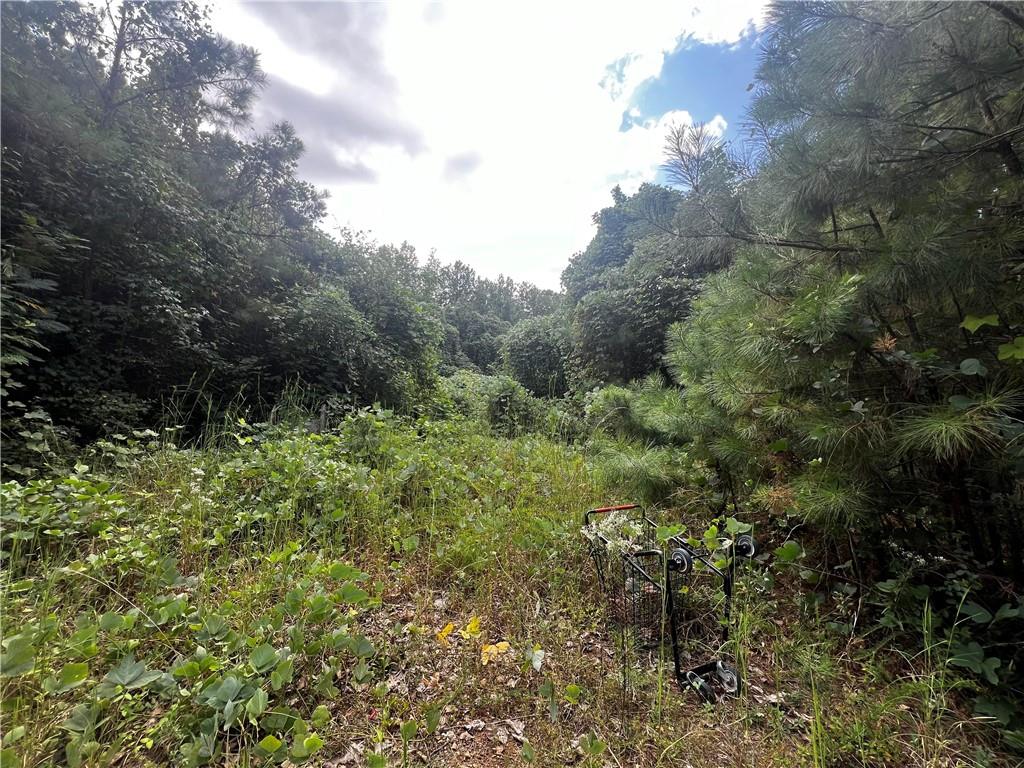 a view of a forest with a tree