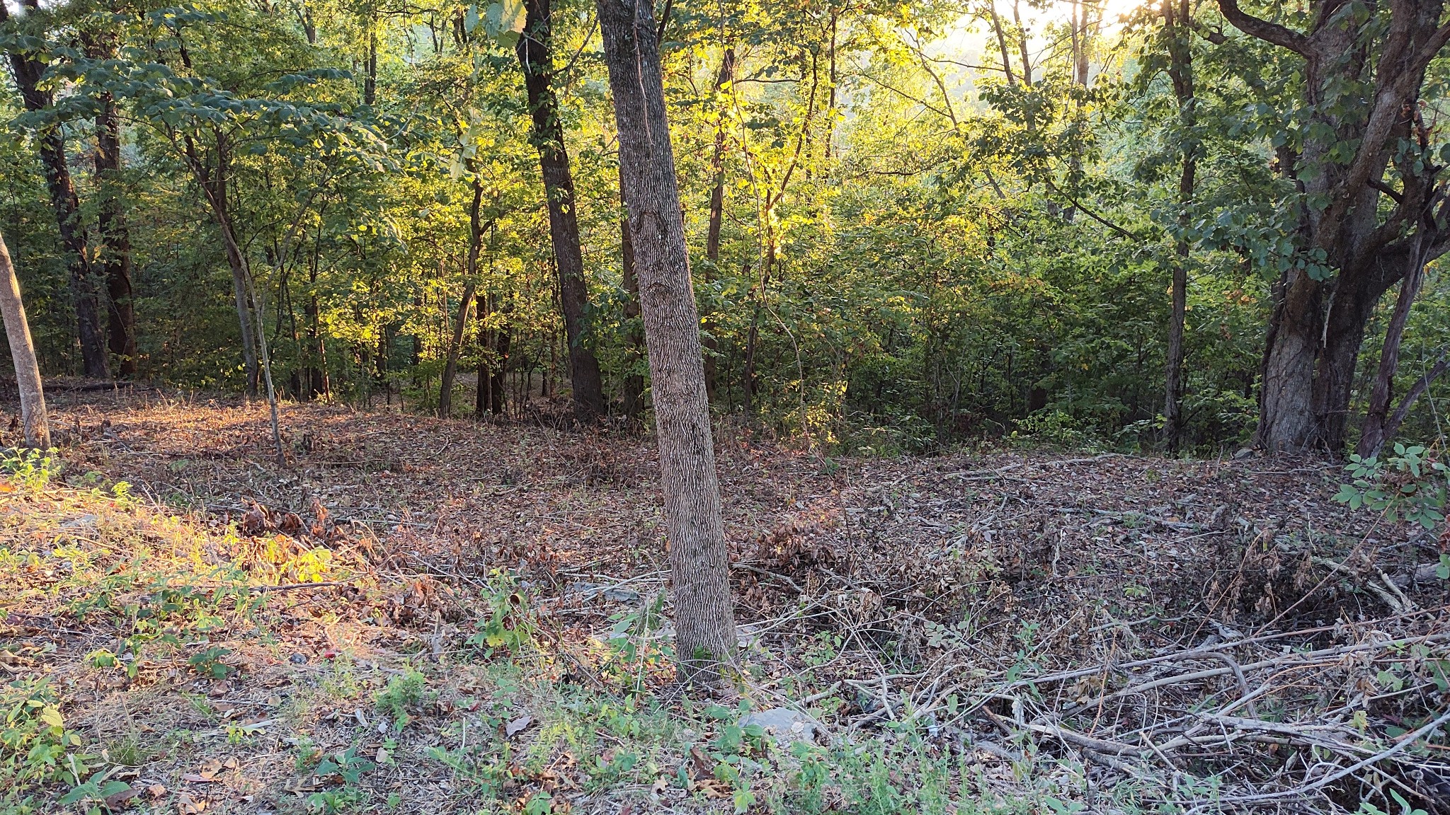 a view of a forest filled with trees