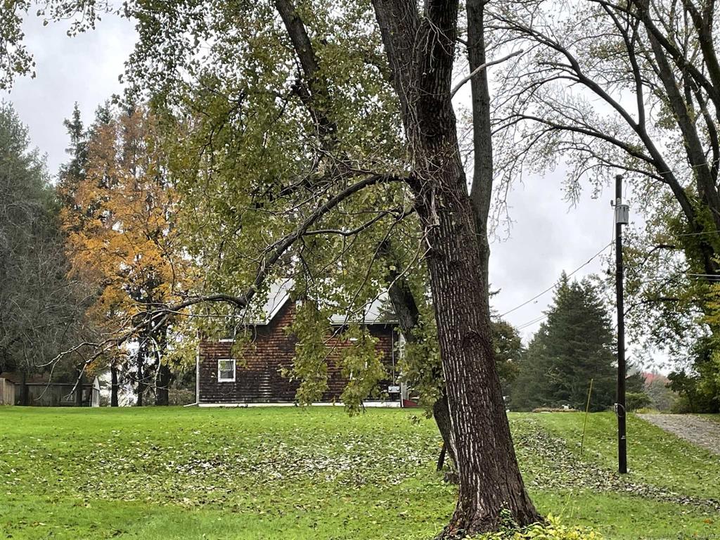 a view of a trees with a yard