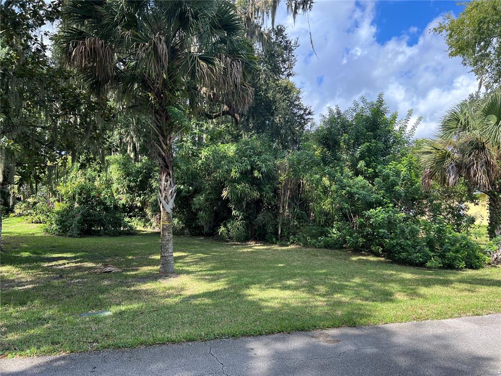 a view of a tree in a yard