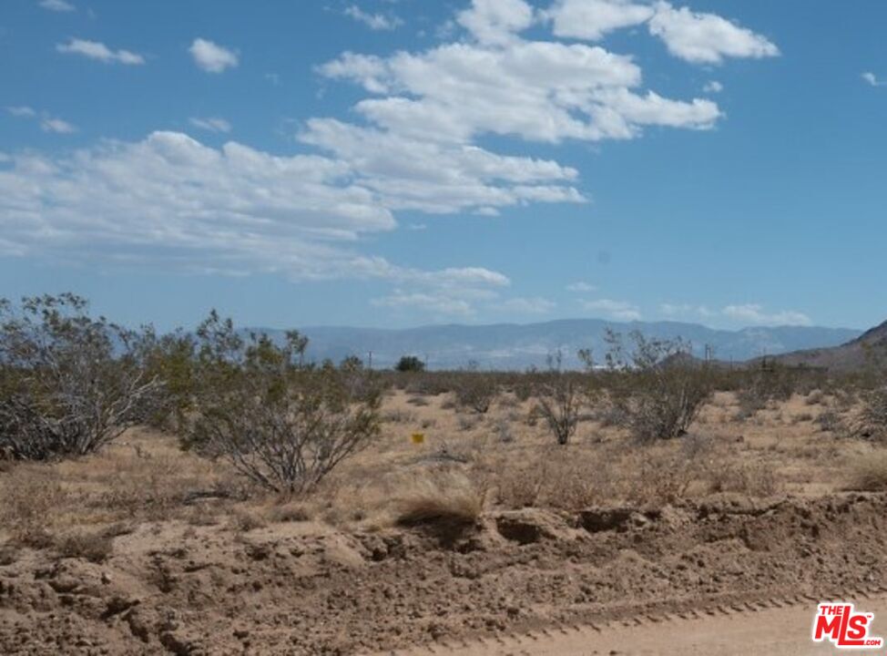 a view of a dry yard with lots of trees