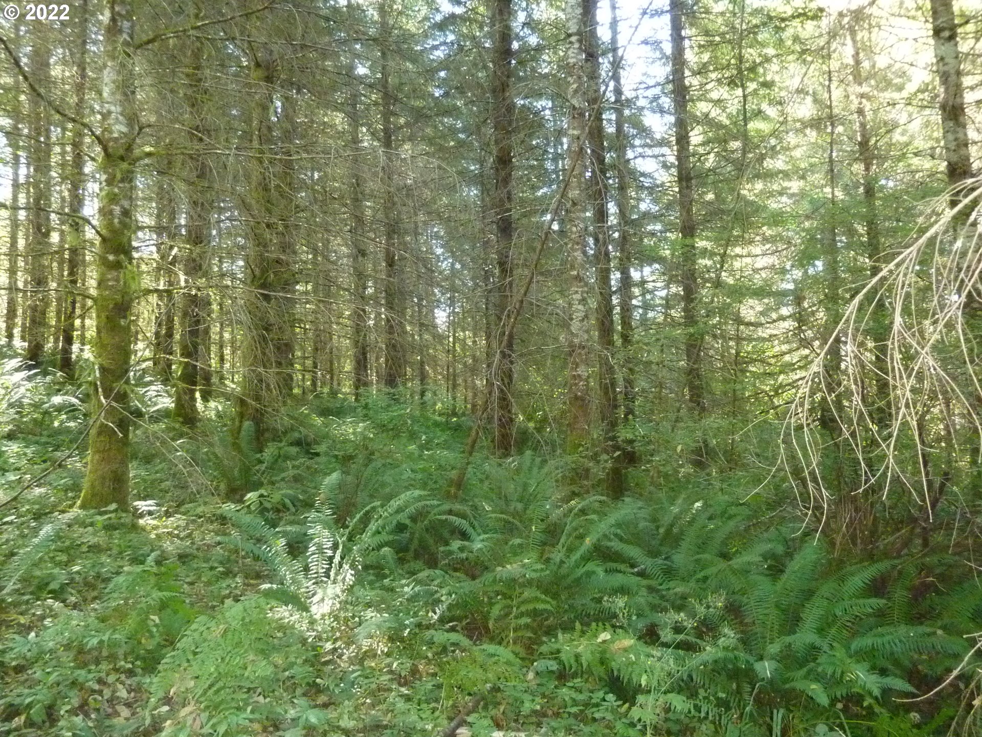 a view of a lush green forest