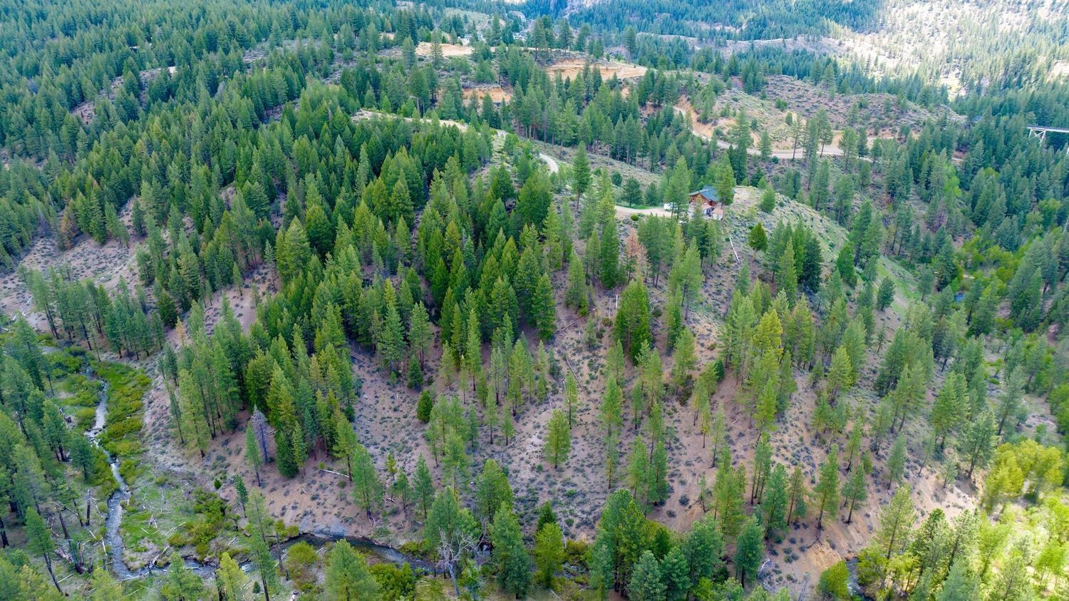 a view of a lush green forest with trees and plants