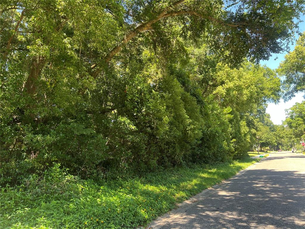 a view of a yard with plants and large trees