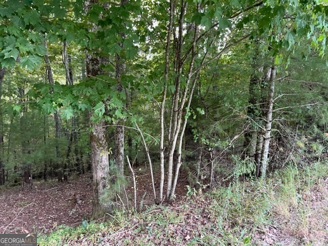 a view of a forest with trees