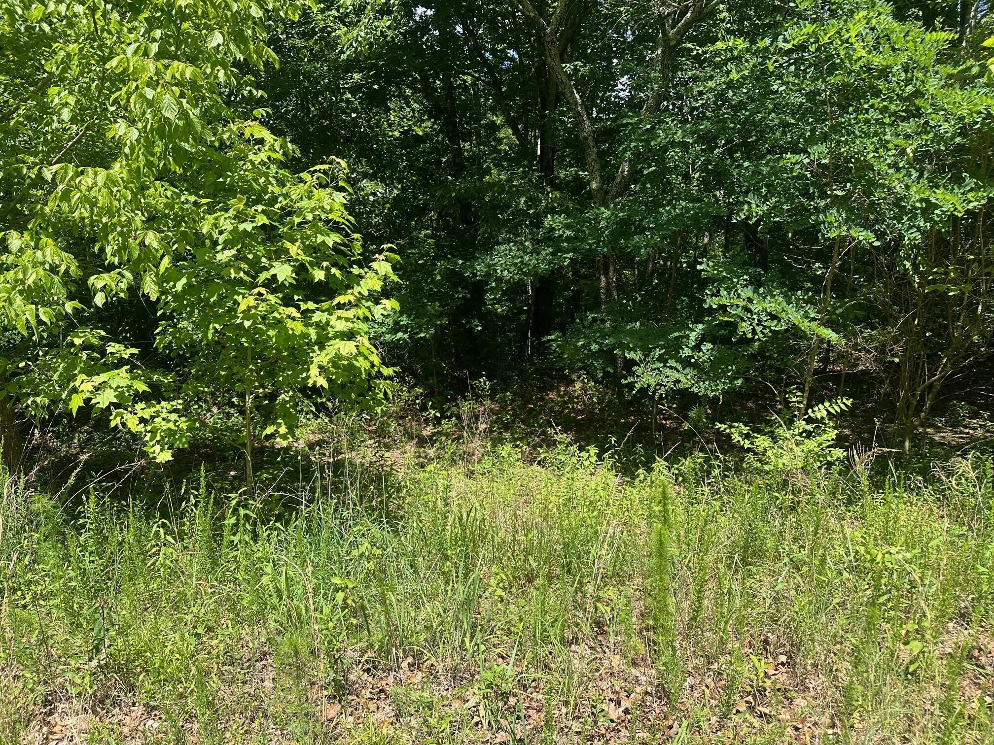 a view of a lush green space