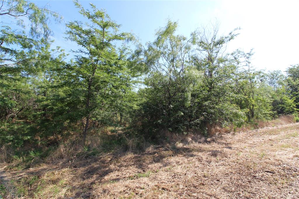 a view of a forest with trees in the background